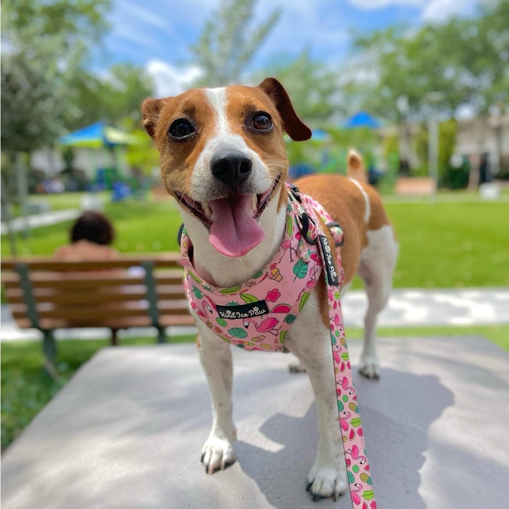 💖 NEW Coquette Pink Dog Harness | XS | Trendy & Comfy! - Picture 5 of 8